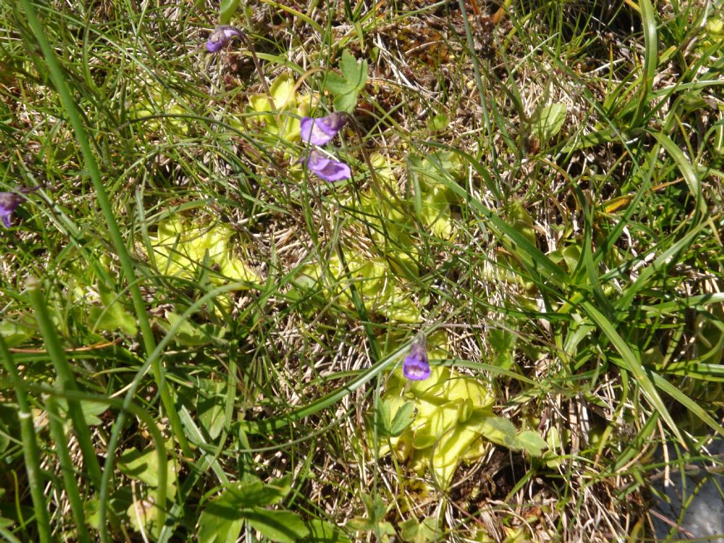 Pinguicula vulgaris (Lamiales - Lentibulariaceae)